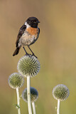 Image. European Stonechat