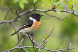Image. European Stonechat