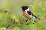 Image. European Stonechat