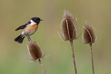 Image. European Stonechat