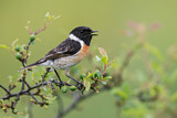 Image. European Stonechat