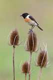 Image. European Stonechat