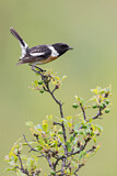 Image. European Stonechat