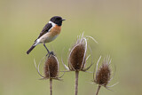 Image. European Stonechat