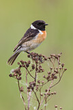 Image. European Stonechat