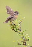 Image. European Stonechat