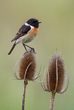 Image. European Stonechat