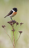 Image. European Stonechat