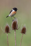 Image. European Stonechat