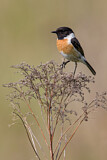 Image. European Stonechat
