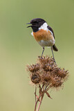 Image. European Stonechat