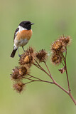 Image. European Stonechat