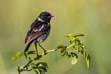 Image. European Stonechat