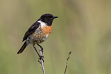 Image. European Stonechat