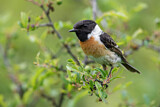 Image. European Stonechat