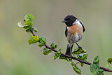 Image. European Stonechat