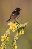 Image. European Stonechat