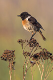 Image. European Stonechat