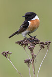 Image. European Stonechat