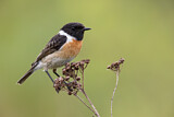 Image. European Stonechat