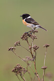Image. European Stonechat