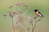 Image. European Stonechat