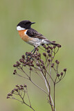 Image. European Stonechat