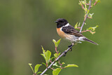 Image. European Stonechat