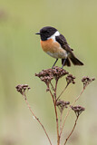 Image. European Stonechat