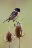 Image. European Stonechat