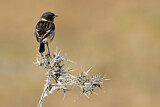 Image. European Stonechat
