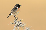 Image. European Stonechat