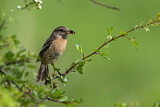 Image. European Stonechat