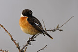 Image. European Stonechat