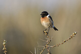 Image. European Stonechat