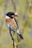 Image. European Stonechat