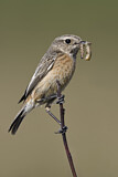 Image. European Stonechat