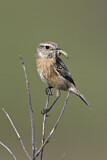 Image. European Stonechat