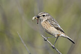 Image. European Stonechat