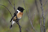 Image. European Stonechat