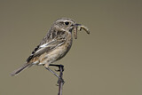 Image. European Stonechat