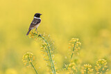 Image. European Stonechat