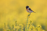 Image. European Stonechat