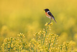 Image. European Stonechat