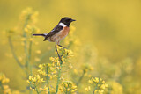 Image. European Stonechat