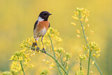 Image. European Stonechat
