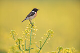 Image. European Stonechat