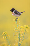 Image. European Stonechat