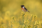 Image. European Stonechat