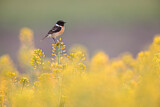 Image. European Stonechat